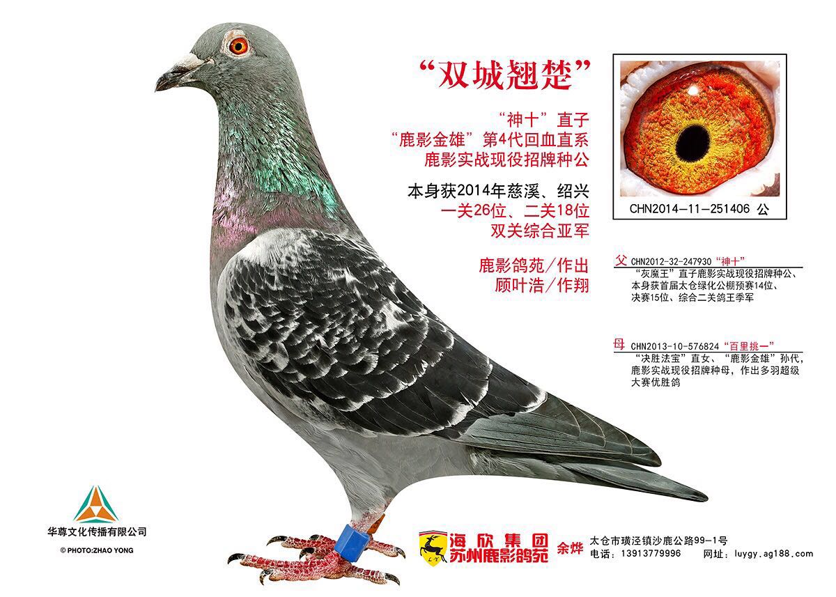 東北天龍鴿苑最新圖片，自然美景探索之旅獨(dú)家呈現(xiàn)